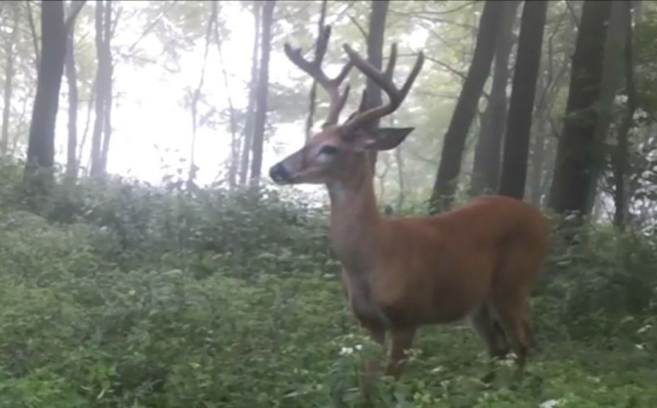 2018 food plot