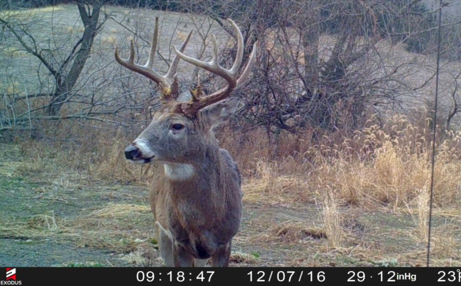 food plot sanctuary