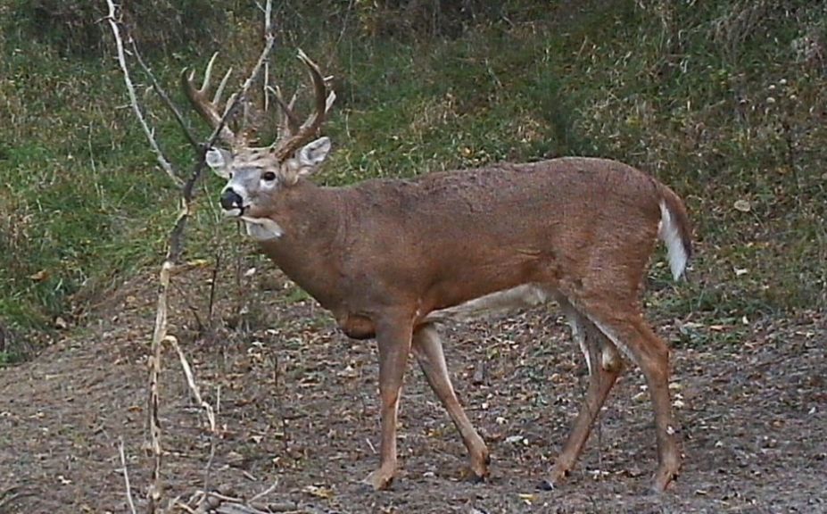 deer in the rain