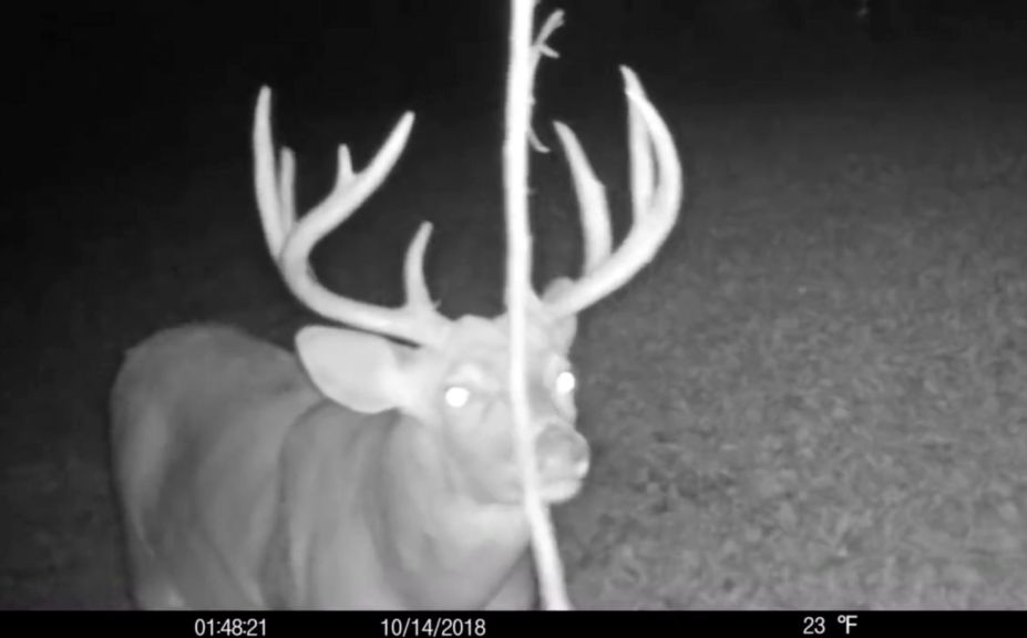 whitetail rut hunting