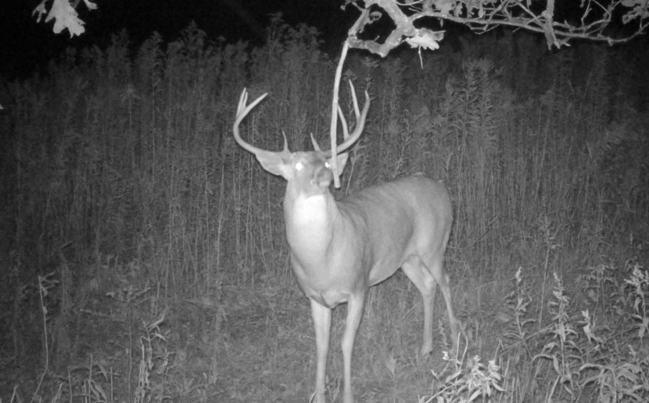 Mature buck travel