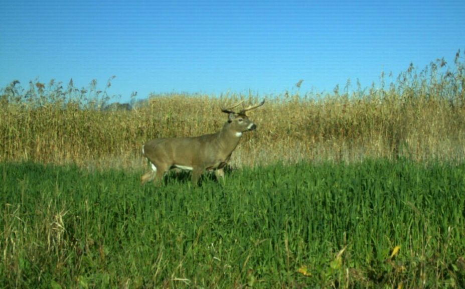 Whitetail habitat success