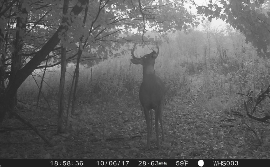 mock scrapes for bucks