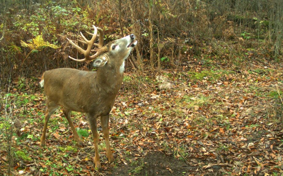 whitetail herd and hunting