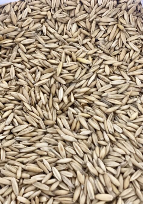 Tunda Oats