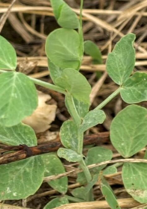 Tundra Peas